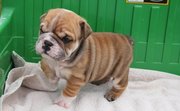 English Bulldog 2 Girls and 2 Boy!