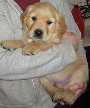 Golden Retriever puppies ready nw