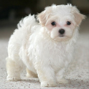 micro chipped Maltese pups