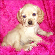 Cocker Spaniel for sale