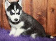 FEMALE HUSKY NEED A LOING HOME