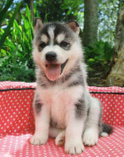 !!cute home raise siberian husky puppies ready to go!!!