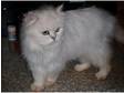 lovely male chinchilla persian