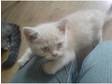 2 x full cream british shorthair kittens 