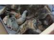 Beautifull part pedigree kittens. 4 girls 1 boy, born on....