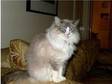 2x female pedigree ragdoll (£300). i have two gorgeous....