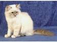 Stunning Pedigree Sacred Birman Cuddly Cat Amazing Blue....