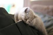 British shorthair kitten for sale