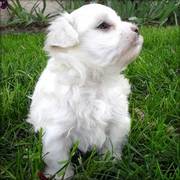 Maltese Puppies For Sale