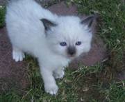 Adorable birman kittens ready to go