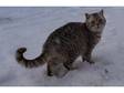 British Shorthair Cats trio of