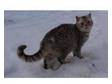 British Shorthair Cats trio of. RIO BREEDING BRITISH....