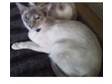 Siamese caramel torti-point female cat. We have a....