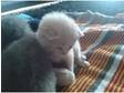 2 x full cream british shorthair kittens