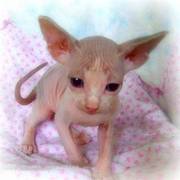 Sphynx Kittens For Sale Now