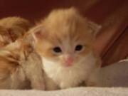 Ragdoll x Mainecoon kittens