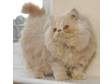 PEDIGREE PERSIAN KITTEN. Beautiful cream self boy....