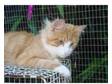 Beautiful kitten's due soon. Oriental x maine coon {mum}....