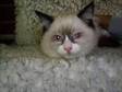 Adorable Ragdoll Kittens. Three adorable bi-colour....