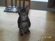 FEMALE KITTEN For Sale,  Cat,  British Shorthair,  grey, ....