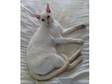 Beautiful Cream Point Siamese (£100). Jasmine is 4.5....