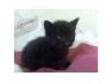 Cross Persian Kittens £50. TWO FEMALE CHOCOLATE KITTENS....