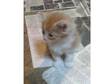 Farm reared kittens 1 gorgeous ginger boy left £50. Hi....