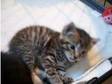 3 4 bengal kitten female £100. stunning 3/4 bengal....