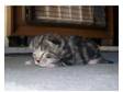 British Shorthair X Kittens. 5 british shorthaired cross....