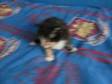 kittens for sale. i have 3 lovely kittens for sale,  2....