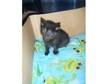 1 girl kitten ready now. Hi here ihave 1 ginger/black &....