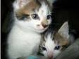 Boy Kittens (£115). Hi We have 2 boy kittens left from a....