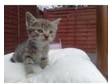 Beautiful British Shorthair X Kitten For Sale. British....