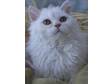 KITTENS,  ATTRACTIVE British Shorthair / Selkirk Rex....