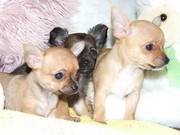 chihuahua puppies