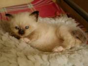 Beautiful Birman Kittens Ready 11/12/09