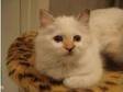 Beautiful Tortie Point Birman Girl ready shortly. We....