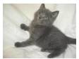 Blue British short hair cross kitten. Very friendly blue....