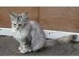 maine coon kittens. 3 beautiful maine coon kittens....