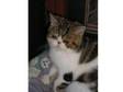 Pedigree Persian Exotic Kitten. Brown Tabby and White.....