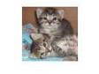 Cross Persian Kittens £50. gorgeous cross persian....