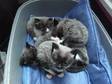 Kittens for Sale