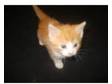 6 lovely ginger and tabby kittens for sale to ginger....