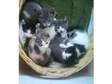 5 gorgeous kittens. hi ive got 5 beautiful kittens for....