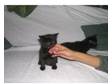 2 lovely black kittens. 2 cheerful black kittens,  litter....