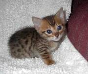 Bengal kitten for sale