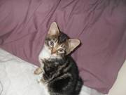 gorgeous 8 week old female kitten