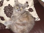 blue/cream female persian kitten for sale