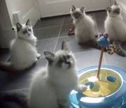 ragdoll kittens