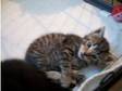 bengal x bsh kitten female £100. a bengal female....